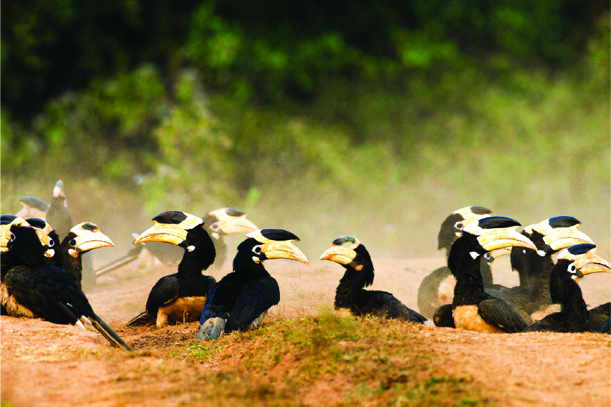 Dandeli Wildlife Sanctuary