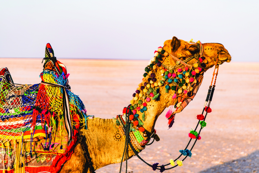 Enjoy Wildlife Attractions & Birdwatching