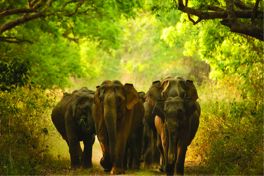 Explore the Wilderness at Jim Corbett National Park
