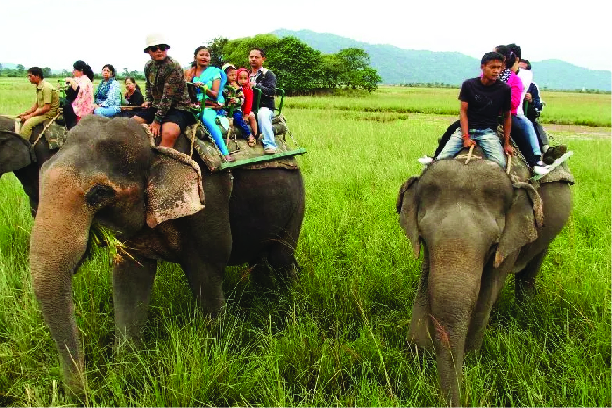 Elephant Safari