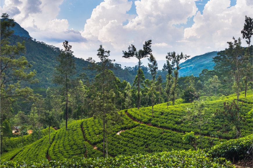 Dalhousie, Himachal Tour Packages