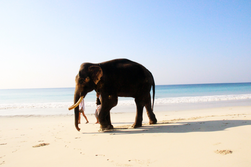 Elephant Beach