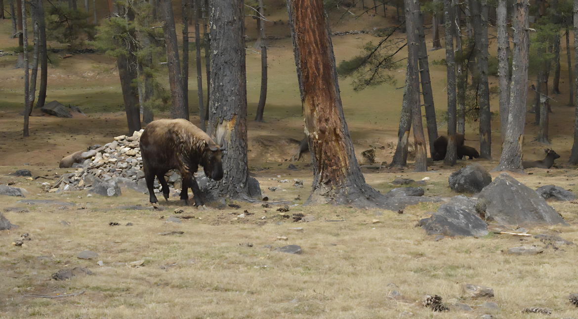 Discover Bhutan's Wildlife