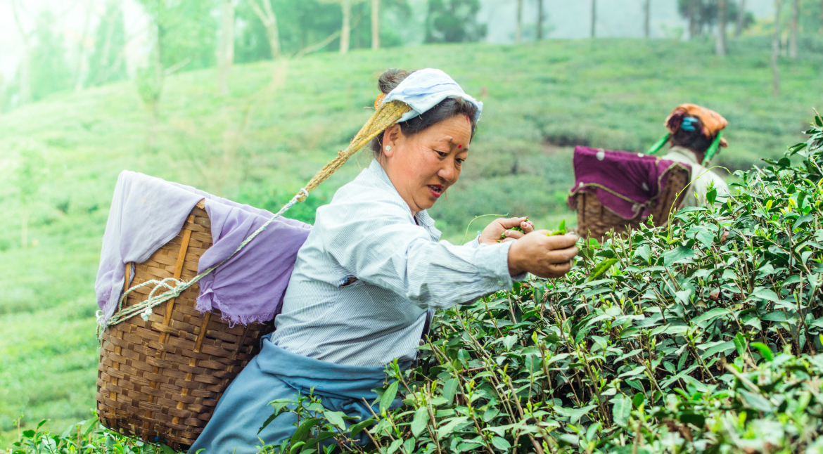 Happy-Valley-Tea-Estate