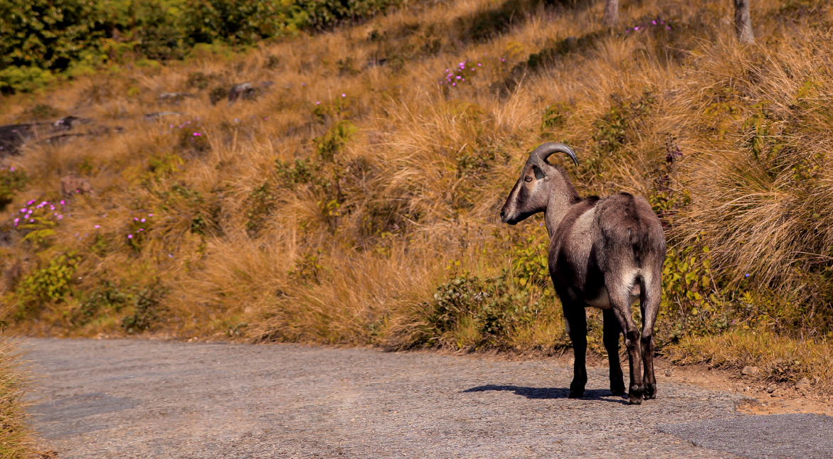 Eravikulam National Park