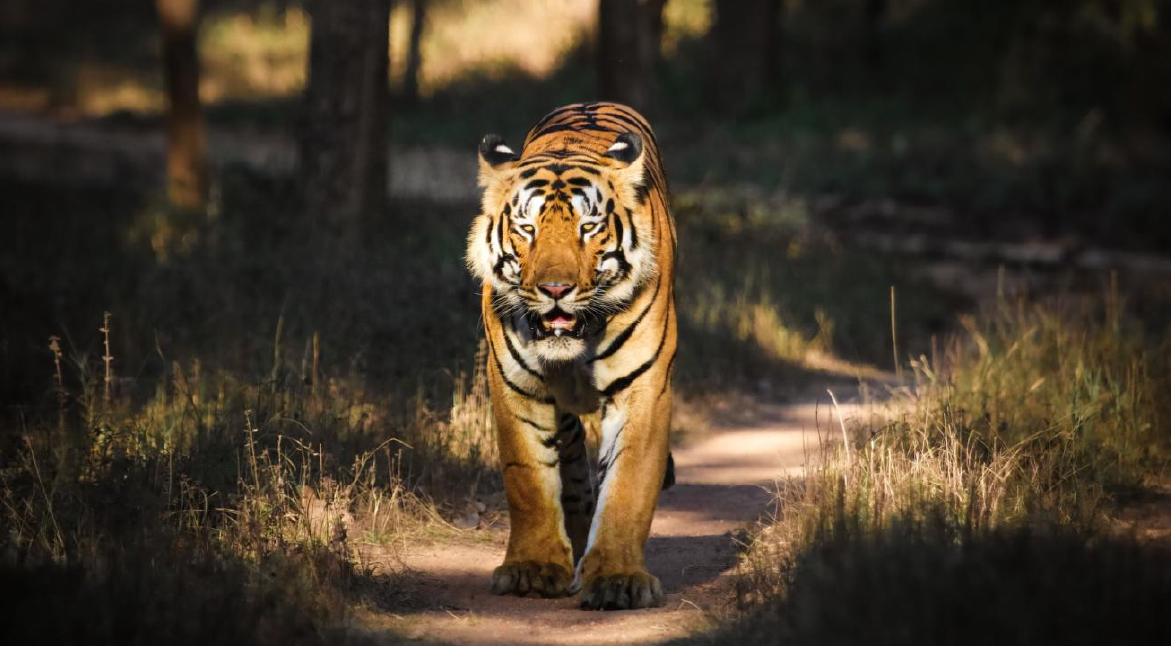 Wayanad Wildlife Sanctuary