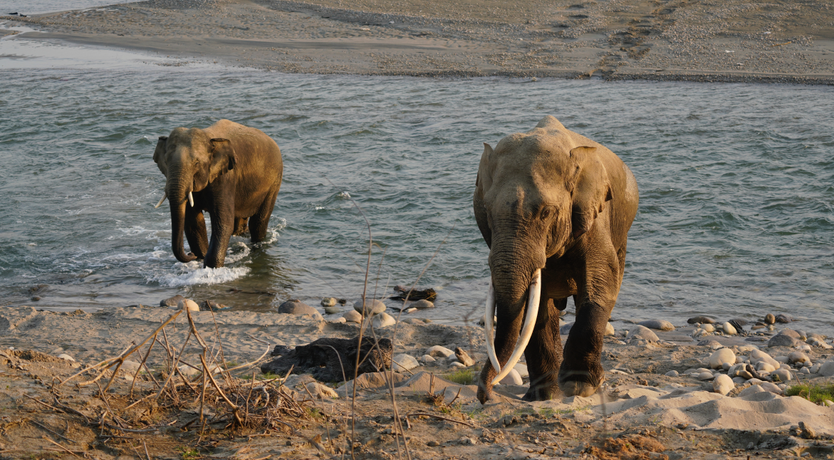 Jim Corbett National Park, Where Thrills Roar