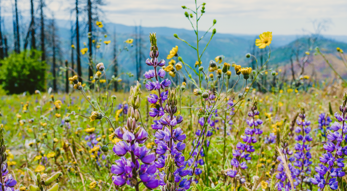 The Valley of Flowers