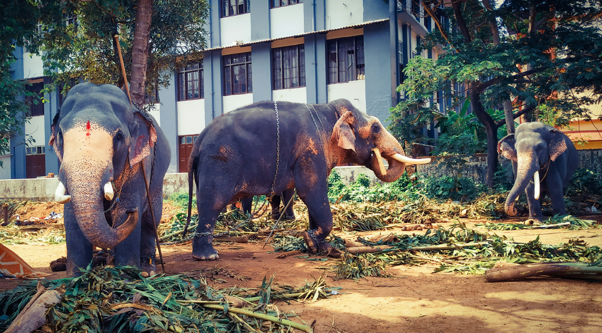 When to Book Your Thrissur Trip