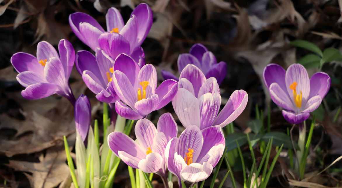 Activities for Families