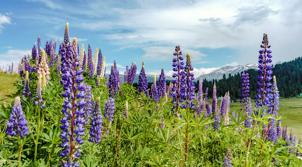Gulmarg- Meadow of Flowers 
